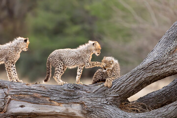 cheetah cubs on top of a fallen tree © Jurgens