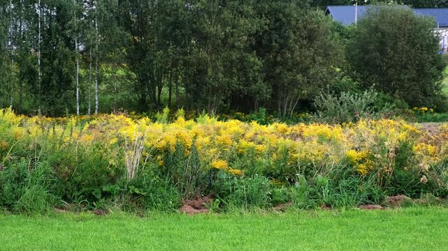 The Canadian goldenrod has taken over the field and displaced all other plants. Yellow flowers in bloom. Invasive species. Solidago gigantea. Ecosystem disruption. Environmental problem. 4K footage.