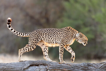 a female cheetah with a tracking collar © Jurgens