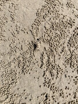 Small sand bubbler crab next to its burrow surrounded by tiny sand pellets