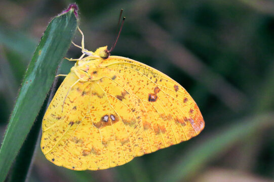 BORBOLETA