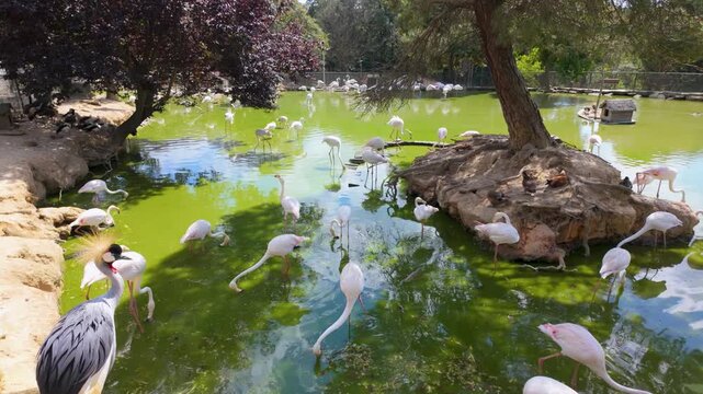 In a park, many flamingos are seen swimming and feeding in a green pond. The sun shines bright as the birds enjoy their time in the water. Some trees provide shade around the area.