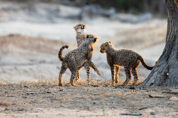 the young cheetah cubs playing with each other © Jurgens