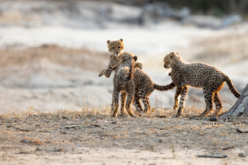 the young cheetah cubs playing with each other © Jurgens
