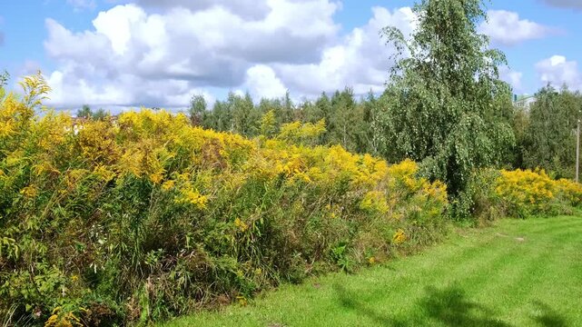 The Canadian goldenrod has taken over the field and displaced all other plants. Yellow flowers in bloom. Invasive species. Solidago gigantea. Ecosystem disruption. Environmental problem. 4K footage.