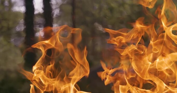 Orange fire flames moving in forest outdoors with blurred trees in background