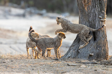 the young cheetah cubs playing with each other © Jurgens