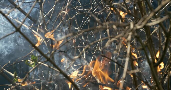 Forest fire in close-up. The branches of shrubs and trees are burning and smoking. Wildfires caused by arson or nature. Shot on super slow motion camera 1000 fps.