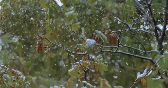 The first autumn snow falls on the leaves of the tree. Shot on super slow motion camera 1000 fps.