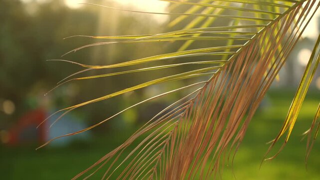Close up of palm tree leaf at sunset. Dry palm leaf in warm sunset light close up, environmental climate change, global warming concept, ecology problem portrait, travel, summer vacation concept.
