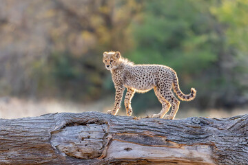 a young cheetah cub on a big fallen dead tree © Jurgens