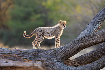 a young cheetah cub on a big fallen dead tree © Jurgens