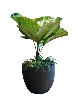 Vanuatu Fan Palm Licuala Grandis in Black Planter Pot Isolated on Transparent Background