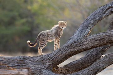a young cheetah cub on a big fallen dead tree © Jurgens