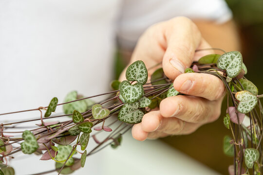 Close-up of a gardener holding delicate vines of Ceropegia woodii, commonly known as String of Hearts, showing heart-shaped leaves with silver patterned markings.