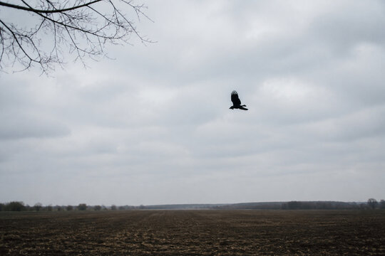 Black crow flying over empty plowed field under overcast sky, omen and augury concept
