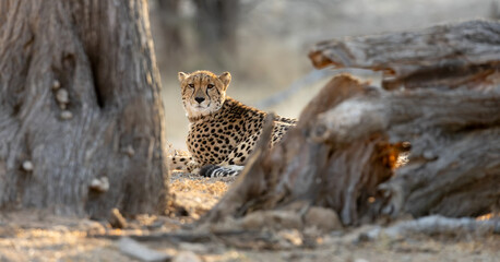 a female cheetah with a tracking collar © Jurgens