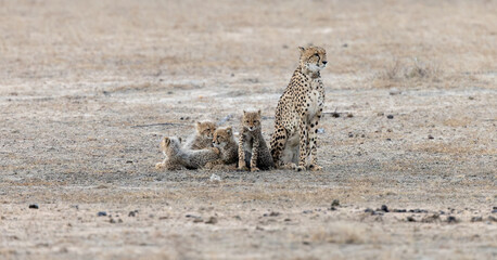 a cheetah mother with her cubs © Jurgens