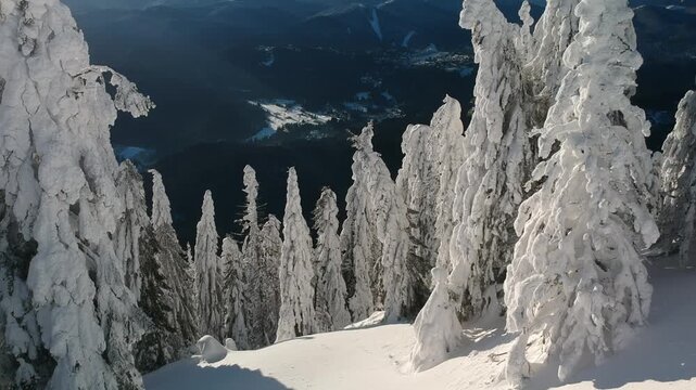 Beautiful forest with trees full of snow in winter time. Carphatian Mountains Romania