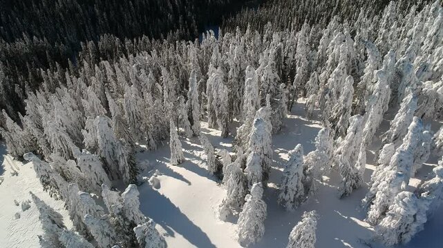 Beautiful forest with trees full of snow in winter time. Carphatian Mountains Romania