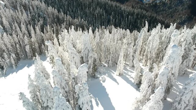 Beautiful forest with trees full of snow in winter time. Carphatian Mountains Romania