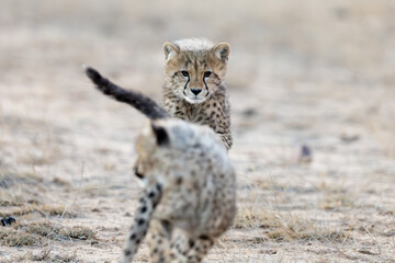 cheetah cubs chasing each other © Jurgens