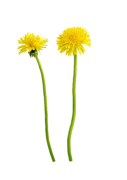 Dandelion flower on transparent background. Beautiful wild flowers dandelions with green leaf png. Collection set yellow dandelions. Summer spring flowers. dandelion cut out cutout clip art	