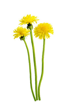 Dandelion flower on transparent background. Beautiful wild flowers dandelions with green leaf png. Collection set yellow dandelions. Summer spring flowers. dandelion cut out cutout clip art	