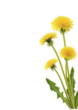 Dandelion flower on transparent background. Beautiful wild flowers dandelions with green leaf png. Collection set yellow dandelions. Summer spring flowers. dandelion cut out cutout clip art	