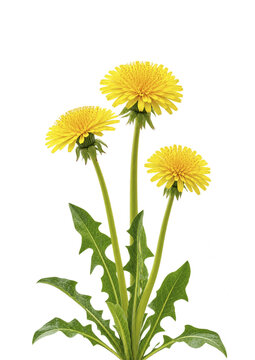Dandelion flower on transparent background. Beautiful wild flowers dandelions with green leaf png. Collection set yellow dandelions. Summer spring flowers. dandelion cut out cutout clip art	