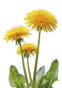 Dandelion flower on transparent background. Beautiful wild flowers dandelions with green leaf png. Collection set yellow dandelions. Summer spring flowers. dandelion cut out cutout clip art	