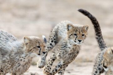cheetah cubs chasing each other © Jurgens