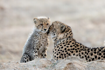 cheetah mother and cub grooming © Jurgens