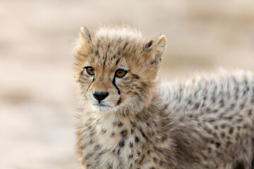 a portrait of a young cheetah cub © Jurgens