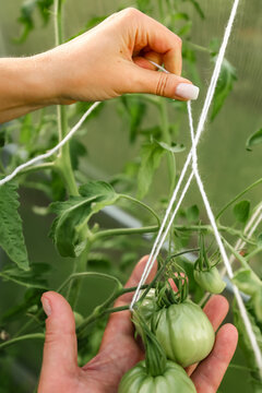 The process of tying up a heavy bunch of green tomatoes with white twine in a greenhouse.