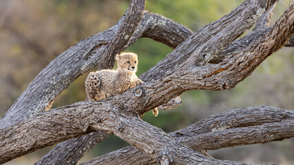 a cheetah cub posing on a fallen tree © Jurgens