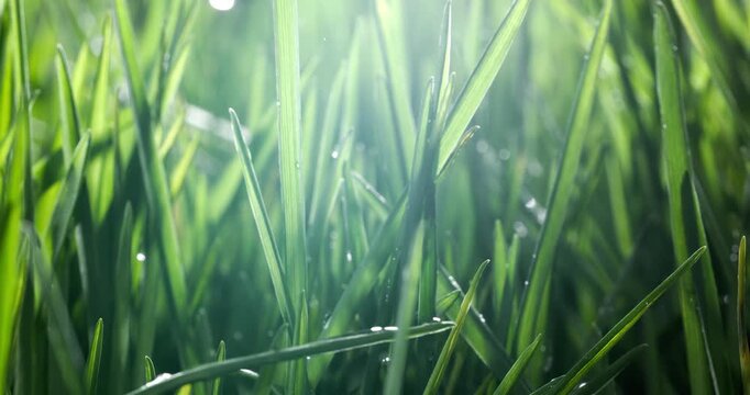 Green grass close-up raindrops slowly falling on the grass. Shot on super slow motion camera