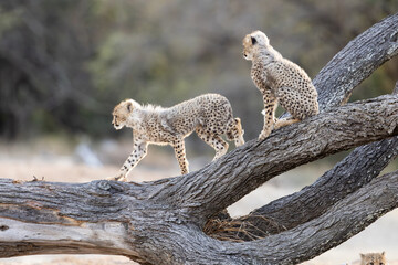 Two cheetah cubs playing on a fallen tree © Jurgens