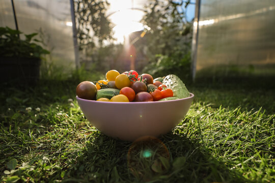 A bowl of freshly picked cherry tomatoes and cucumbers on the green grass in front of a greenhouse.