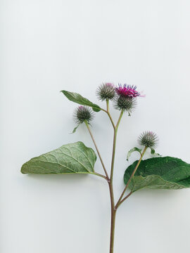 Blooming greater burdock (Arctium lappa) flowers with green leaf i on white background. Copy space 