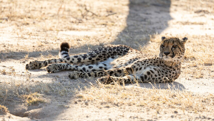 a female cheetah with a tracking collar © Jurgens