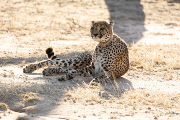 a female cheetah with a tracking collar © Jurgens