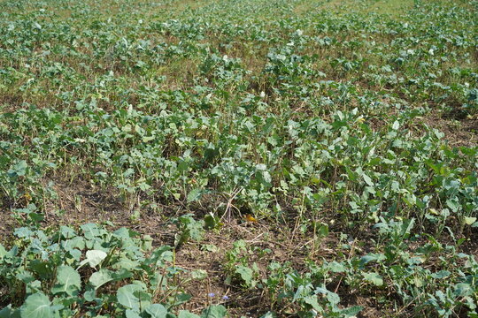 Feld mit jungen Rapspflanzen (Brassica napus) im Sommer am Stadtrand von Berlin, Karow