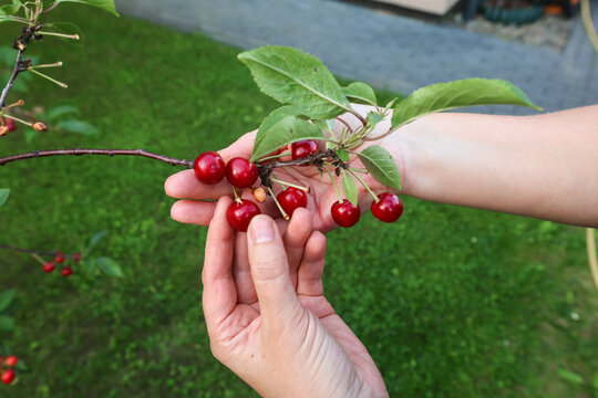 A person's hand picks a ripe red cherry from a tree branch in a garden.
