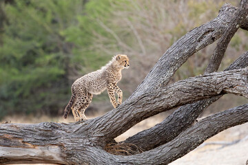 a cheetah cub posing on a fallen tree © Jurgens