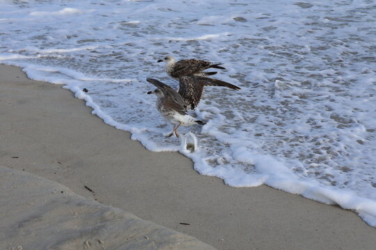 A large aquatic gull scouring in wake of the shoreline for food in the sand.