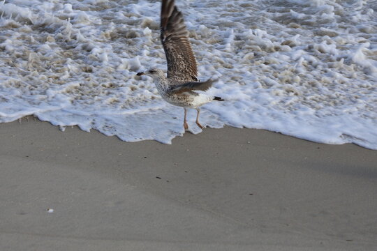 A large aquatic gull scouring in wake of the shoreline for food in the sand.