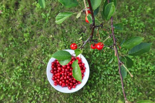 A white plate with freshly picked ripe cherries on a green lawn in the garden.
