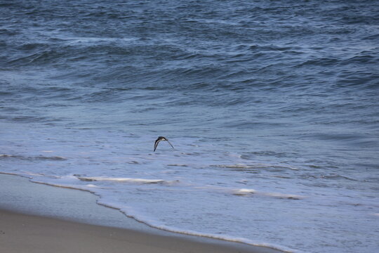 A seagull gliding low above the shoreline as waves crash beneath the tips of it's wings.