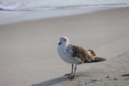 A large white and brown seagull standing on the edge of the shoreline.